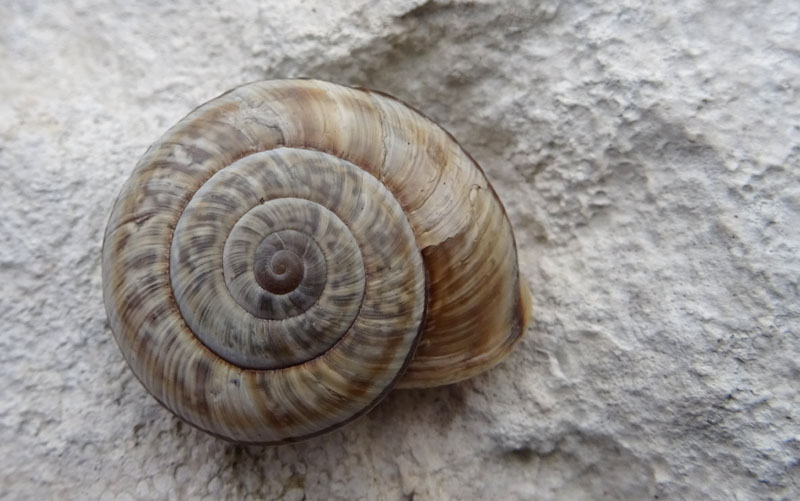 Chilostoma cingulatum....del Monte Stivo (TN)